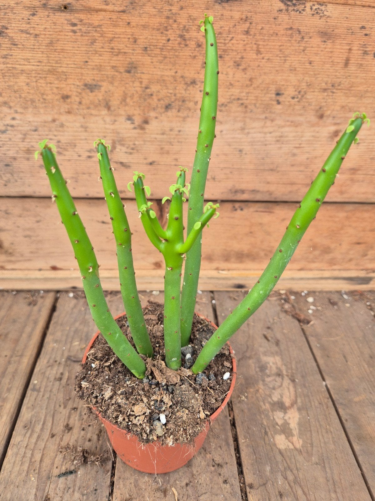 Euphorbia aeruginosa alluaudii