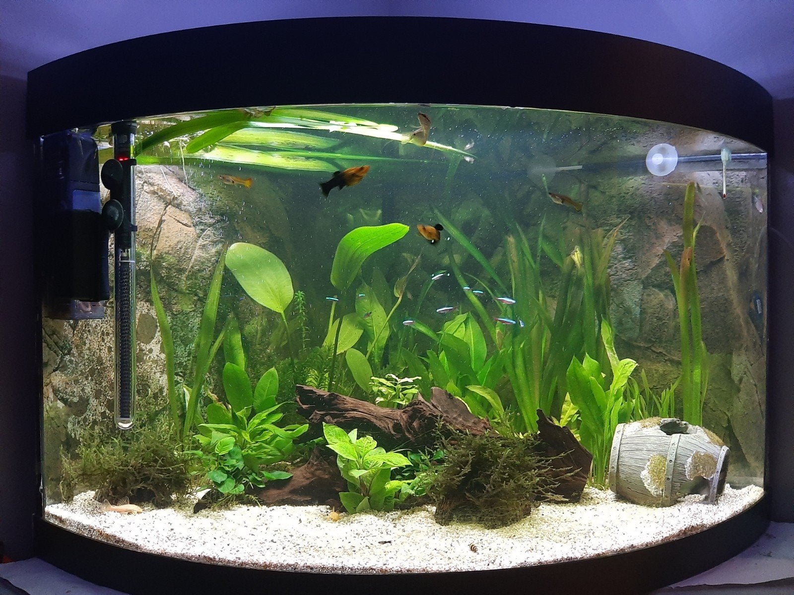 baby molly's en guppen, Vis, Zoetwatervis