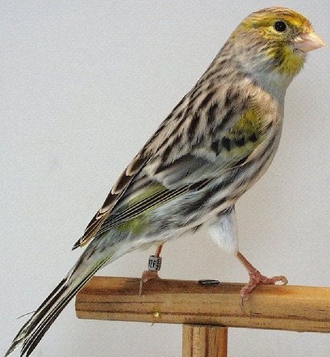 Geel Agaat Mozaïek kanaries, Meerdere dieren, Kleurkanarie