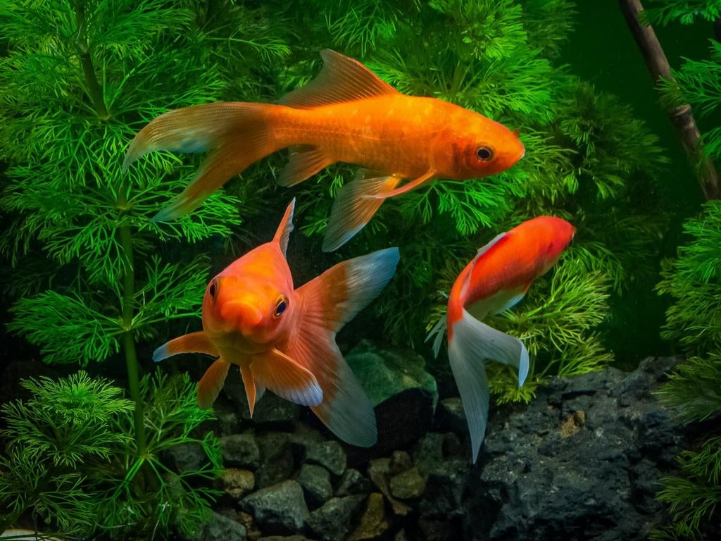 Gratis af te halen 3 aquarium goudvissen., Dieren en Toebehoren, Vissen | Aquariumvissen, Vis