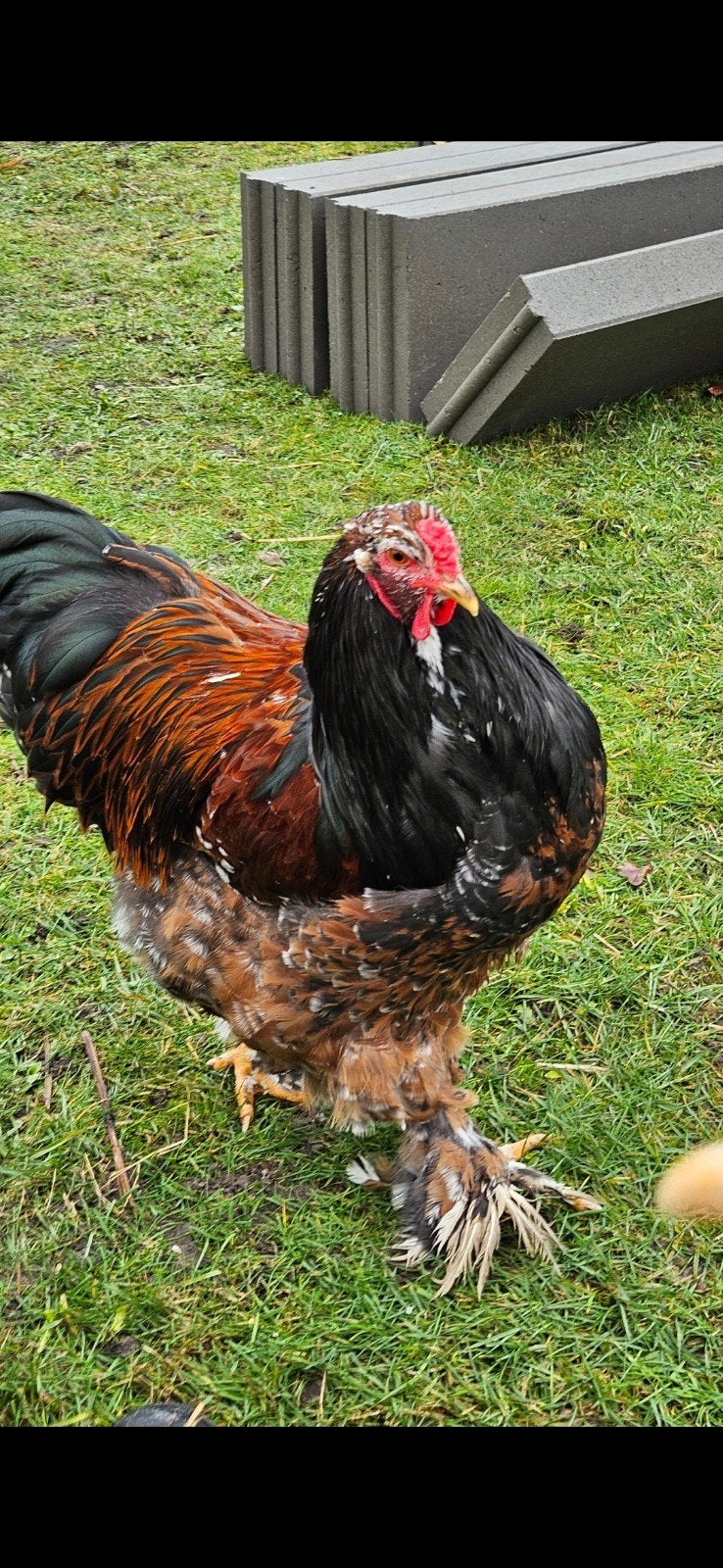 Mooie en tam porcelein brahma hanen, Dieren en Toebehoren, Pluimvee, Mannelijk, Kip