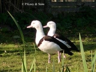 Siereenden Ganzen en  zwanen, Meerdere dieren, Eend