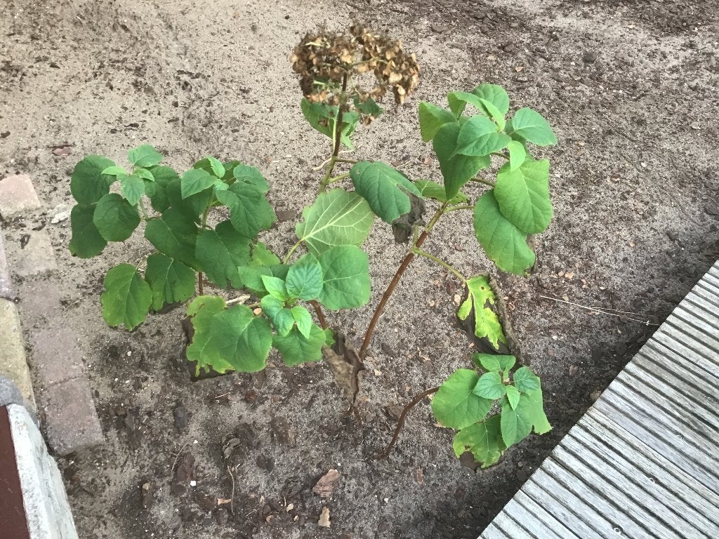Annabelle  2 stuks zo uit de tuin zie foto’s, Ophalen, Vaste plant, Overige soorten, Halfschaduw