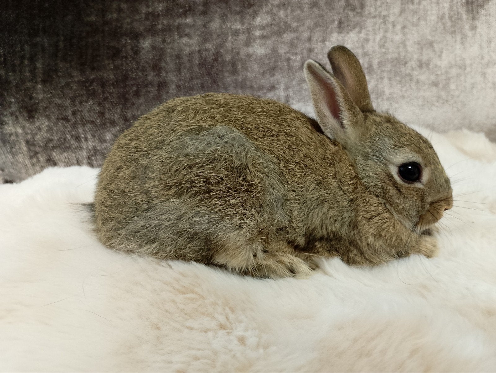 Tamme jonge Dwerg konijntjes, Dieren en Toebehoren, Meerdere dieren, Dwerg, 0 tot 2 jaar