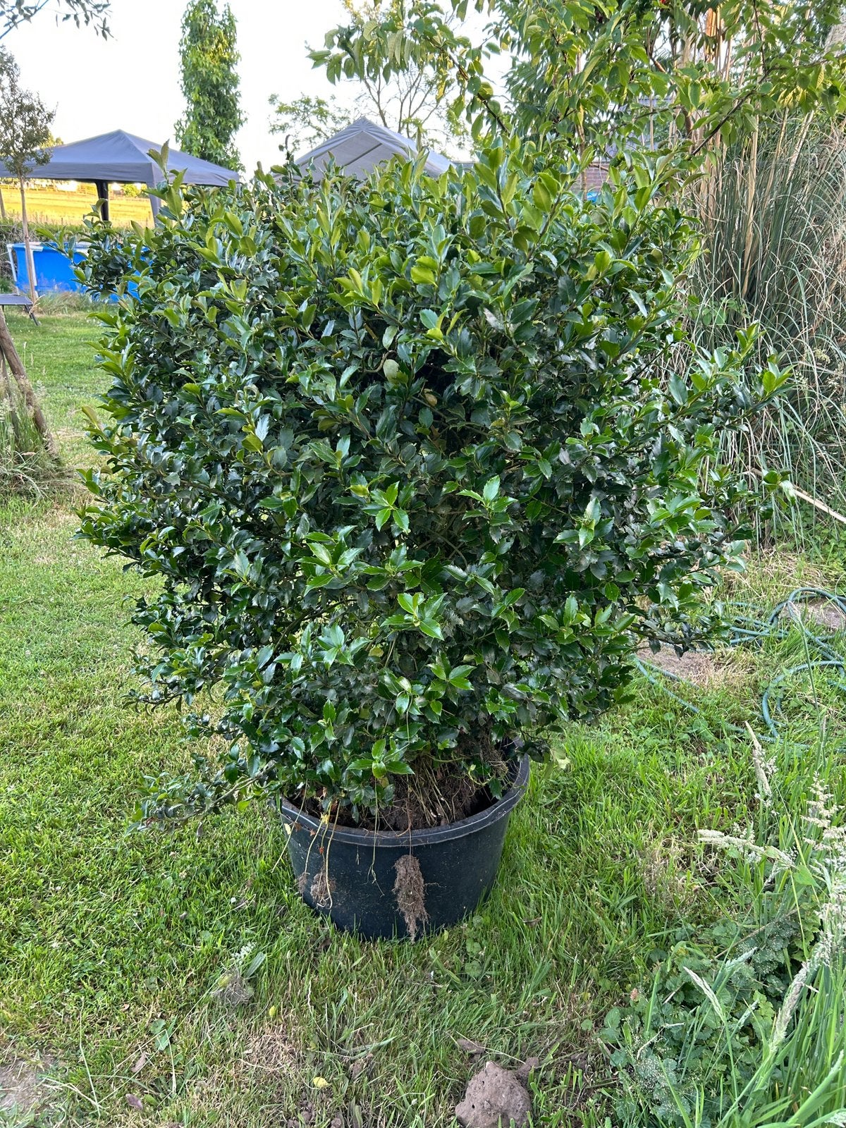 Hulst, Tuin en Terras, Ophalen, Hulst