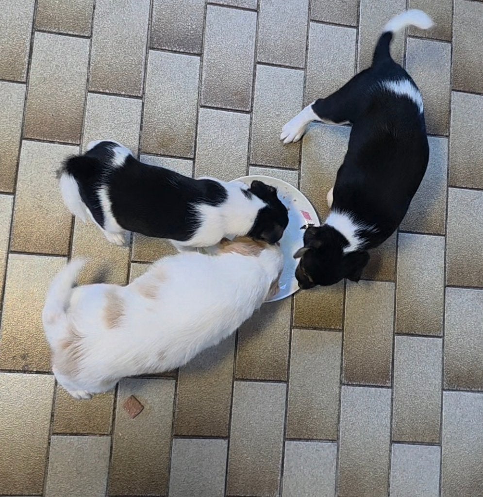 Prachtige 100% boerenfox pups 2 x driekleur (reutjes), Parvo, 8 tot 15 weken, Meerdere, Nederland