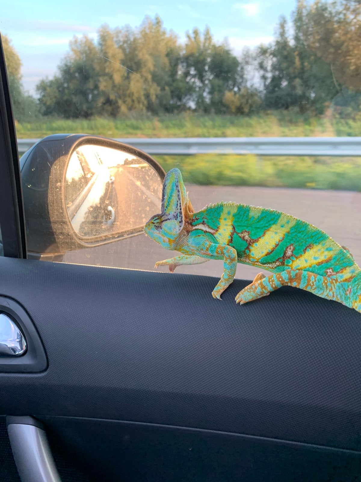 Kameleon plus terrarium Chameleon - unknown for sale from Charissa