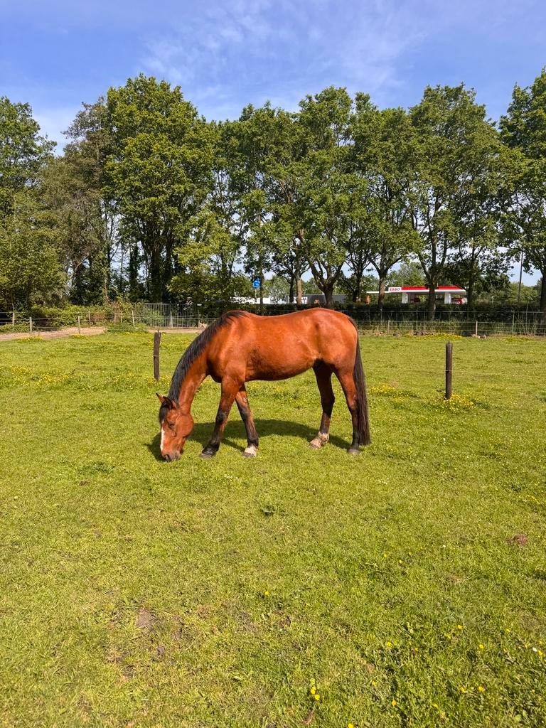 Lieve Franse Draver Ruin., Dieren en Toebehoren, Met stamboom, Ruin, 170 tot 175 cm, 11 jaar of ouder