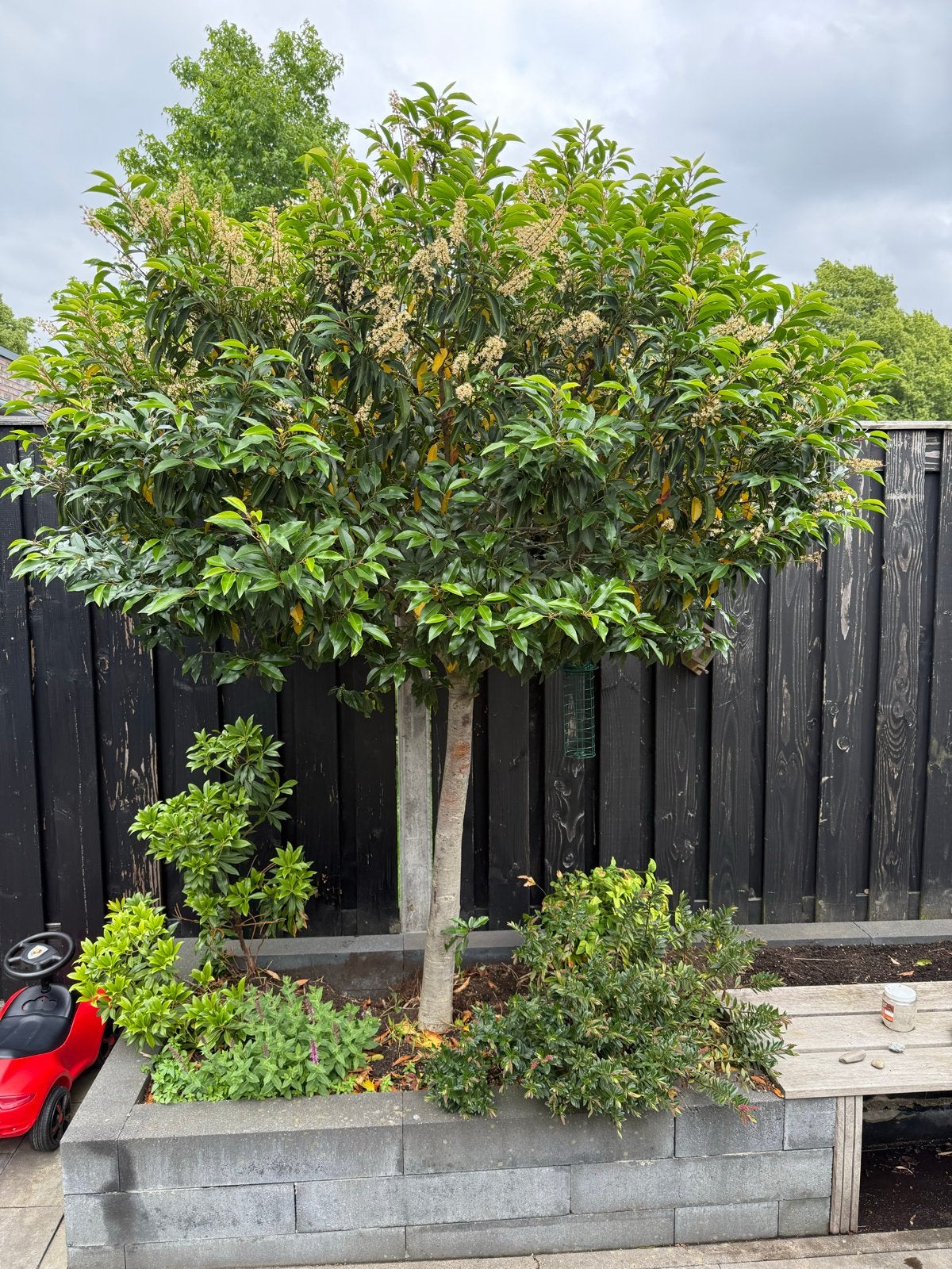 2 portugese laurieren (5 jaar oud), Tuin en Terras, Planten | Bomen, Lente, 250 tot 400 cm, Ophalen, Volle zon