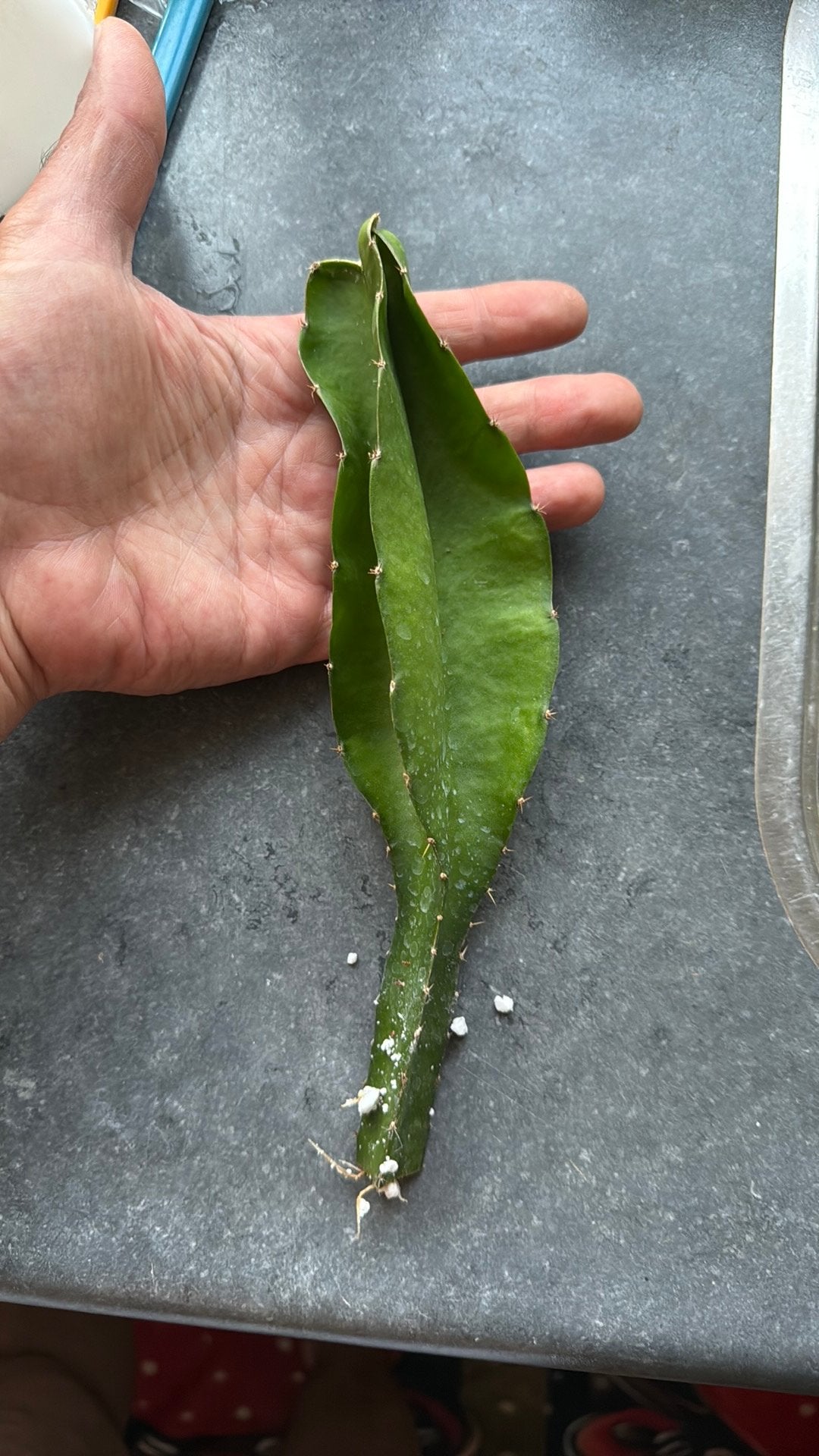 Drakenfruit stek (Pitaya) - Exotische plant voor thuis, Volle zon, Vaste plant, Ophalen of Verzenden, Zomer
