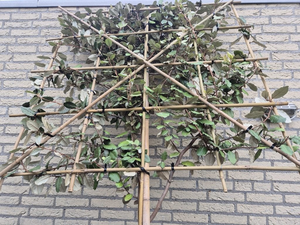 Olijfwilg leibomen - groenblijvend, In pot, Verzenden, Herfst, Leiboom