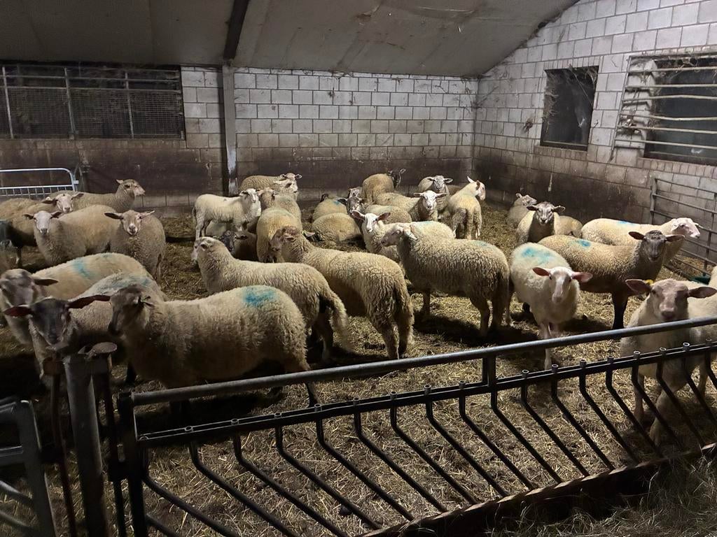 Lammeren, Dieren en Toebehoren, Meerdere dieren, Schaap