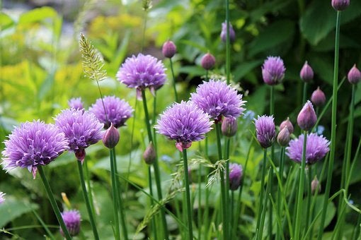 Vaste plant :  Bieslook 2 euro, Volle zon, Vaste plant, Zomer, Ophalen