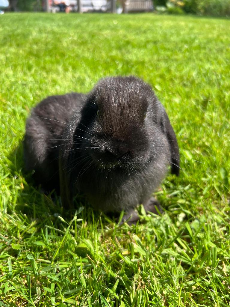 Franse Hangoor konijntjes, Dieren en Toebehoren, Konijnen, Meerdere dieren, Groot, Hangoor, 0 tot 2 jaar