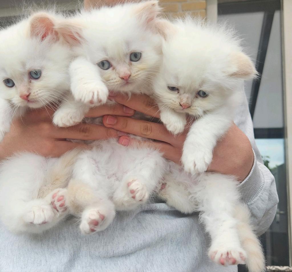 Schattige Ragdoll kittens klaar voor hun nieuwe thuis, Meerdere dieren, Ontwormd, 0 tot 2 jaar