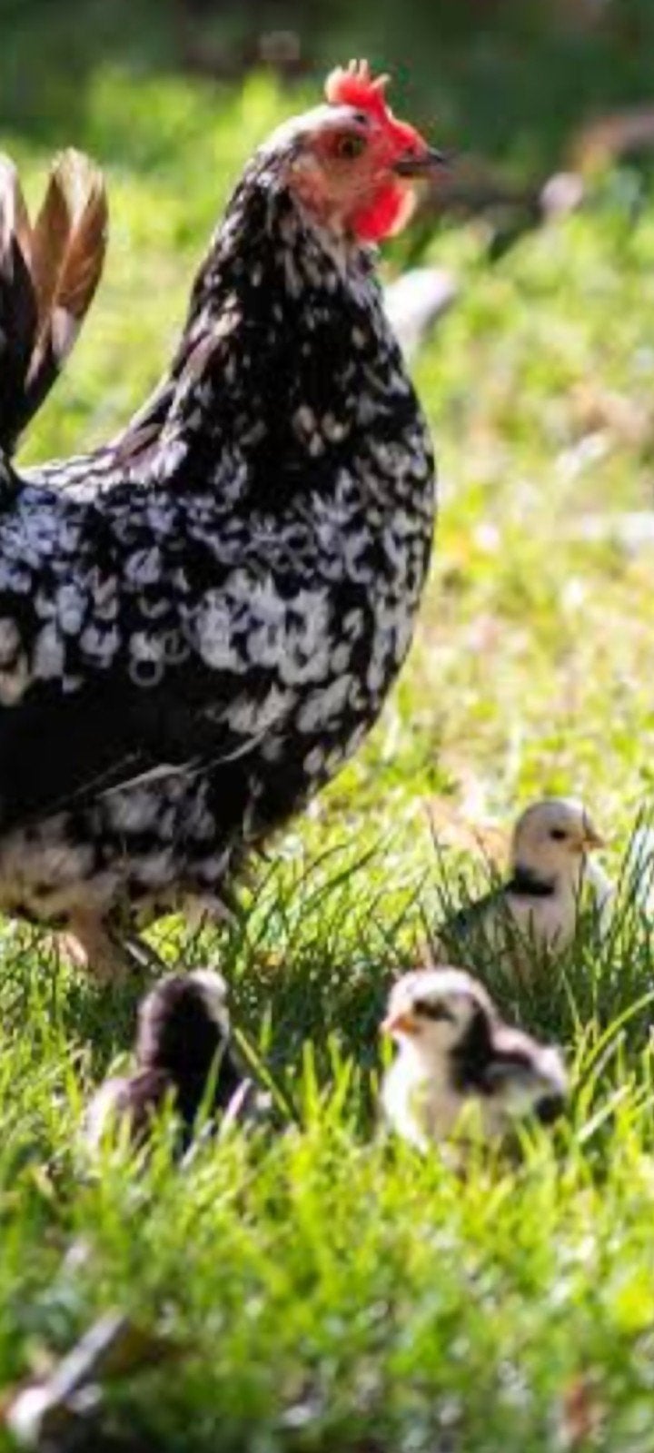 Gratis dieren opvang