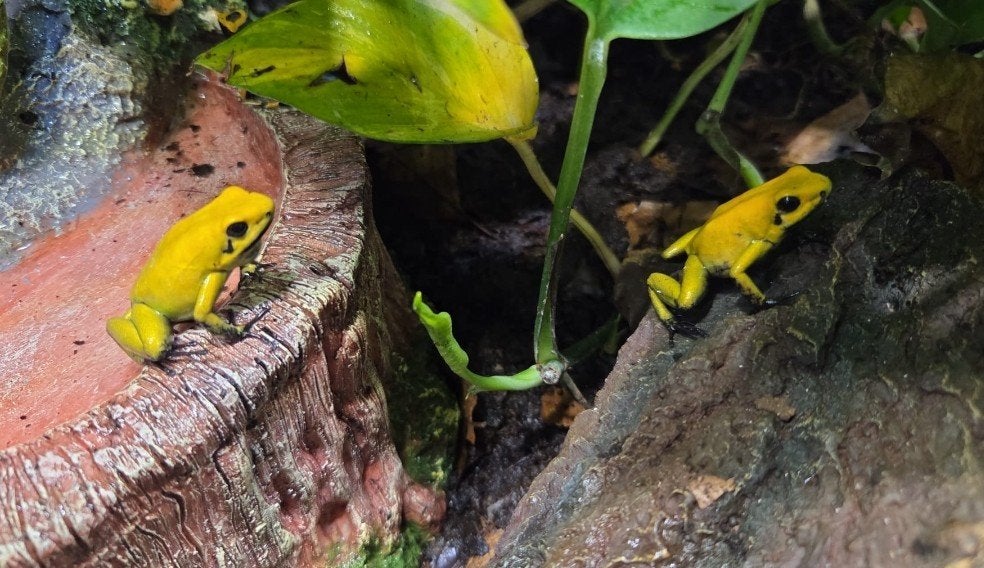 Phyllobates bicolor,, Dieren en Toebehoren, Reptielen en Amfibieën, Amfibie, 0 tot 2 jaar