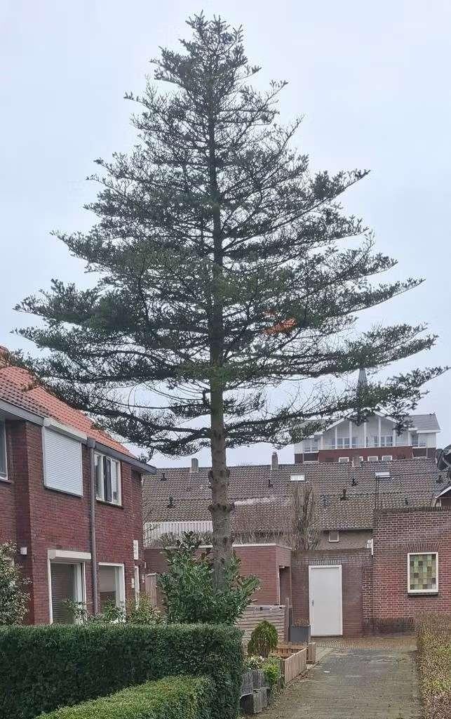 openhaardhout, Ophalen