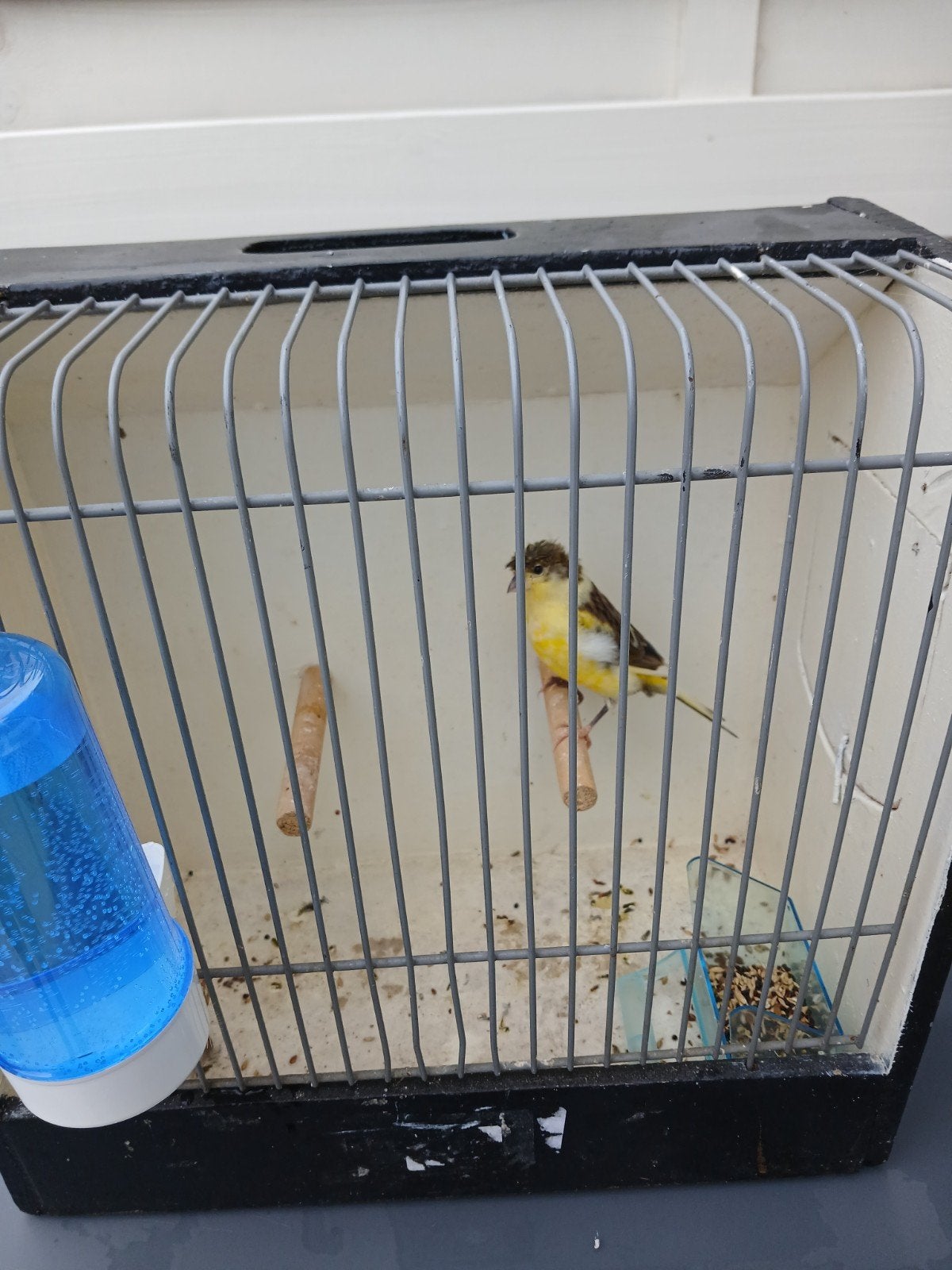 kanarie man met kuif fluitende met kooi samen €30, Mannelijk