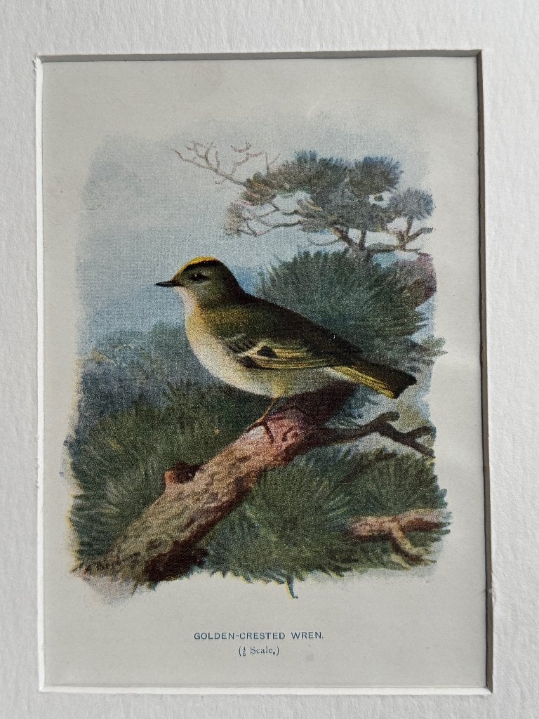 1901 -- Golden-crested wren / Goudhaantje P0666-18, Ophalen of Verzenden, Ets, 1700 - 1799