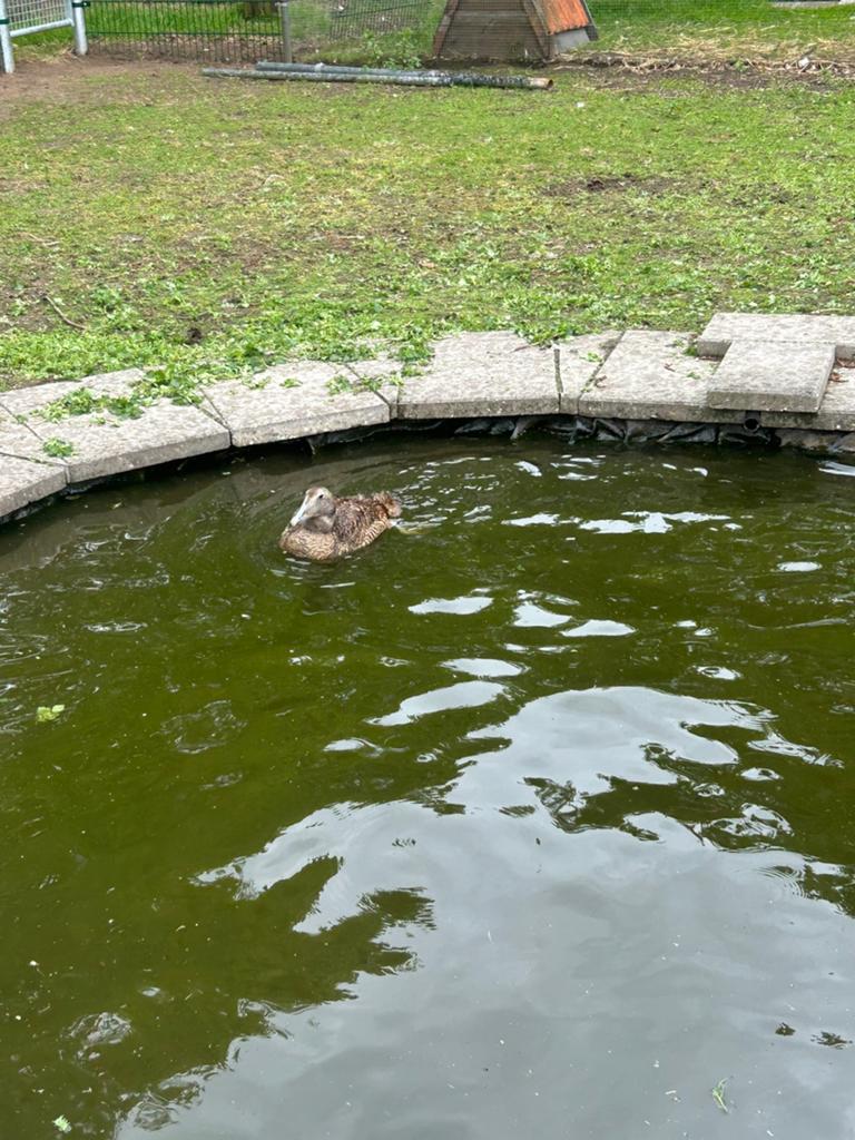 Europese eider vrouw, Dieren en Toebehoren, Vrouwelijk, Eend