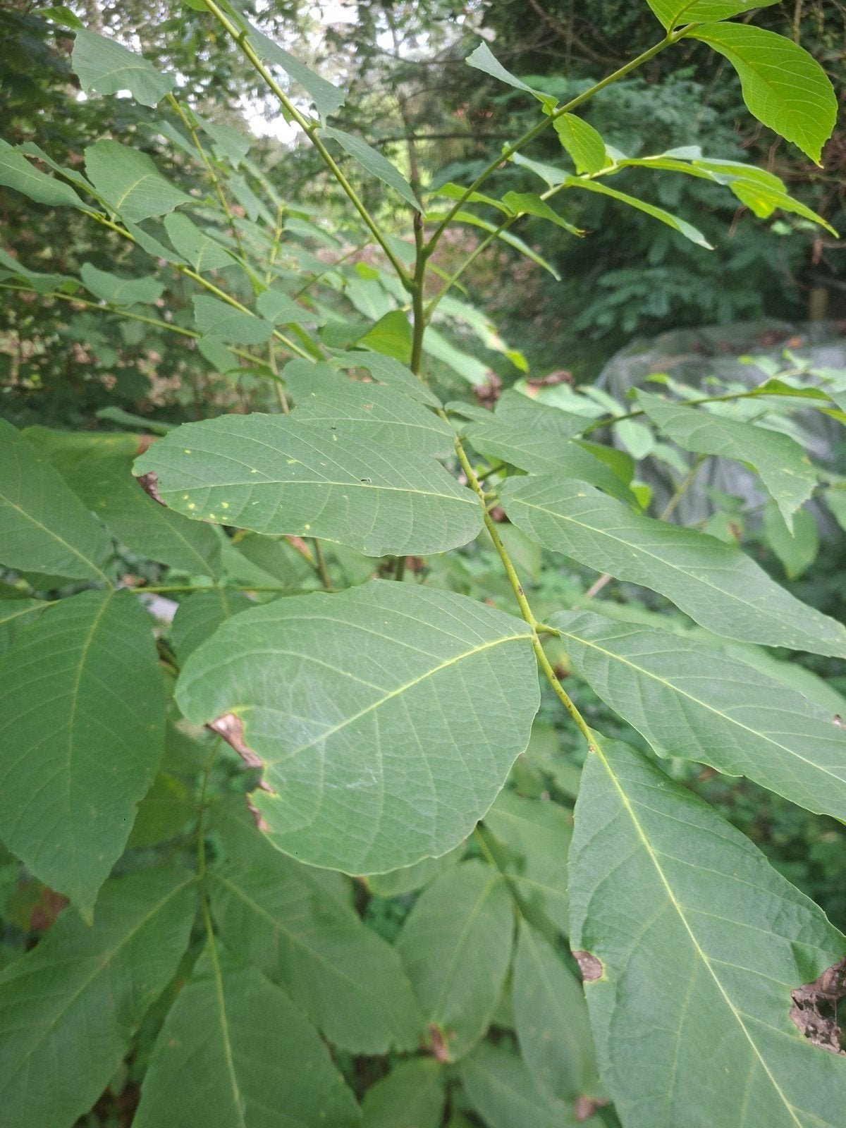 Jonge Walnootboom - Juglans Reg160cmia, Volle zon, Vaste plant, Lente, Ophalen