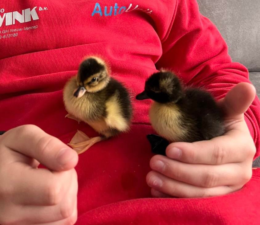 2 kwaker pullen, Dieren en Toebehoren, Geslacht onbekend, Eend