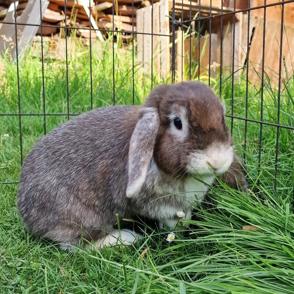 koppel konijntjes (Minilop), Dieren en Toebehoren, Meerdere dieren, Dwerg, Hangoor, 0 tot 2 jaar