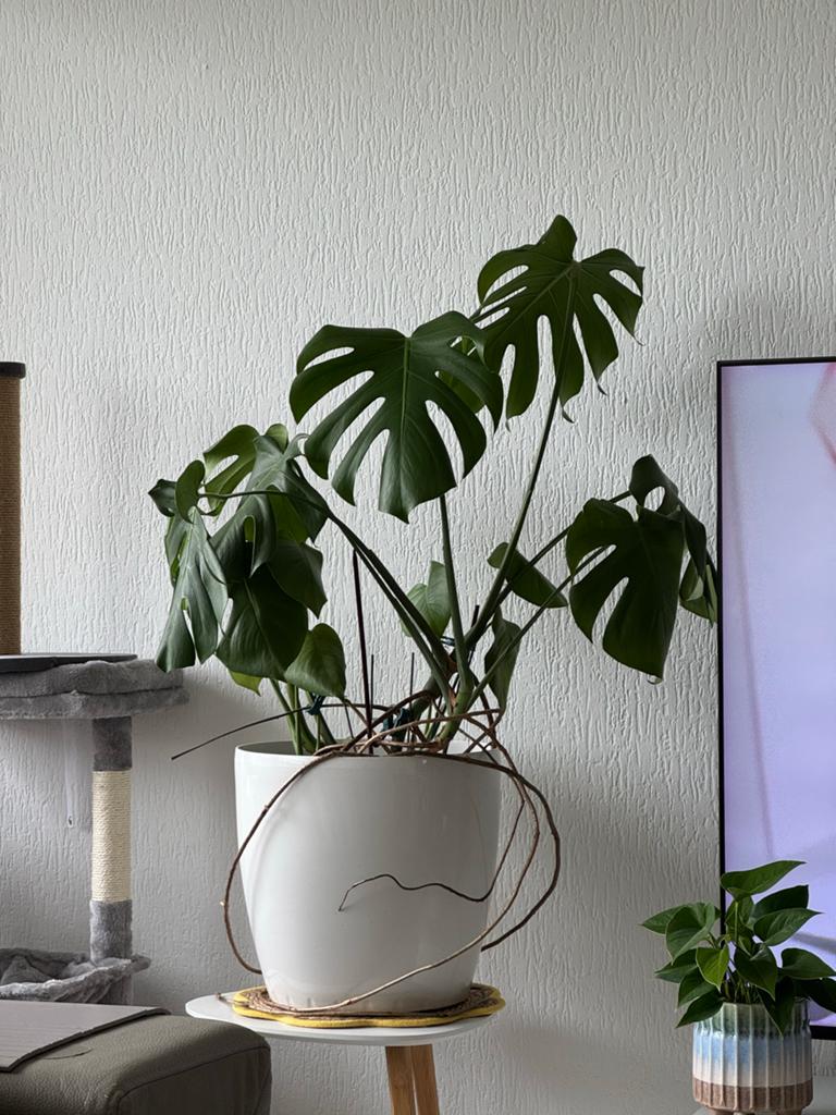 Monstera plant, Ophalen, Halfschaduw, Minder dan 100 cm
