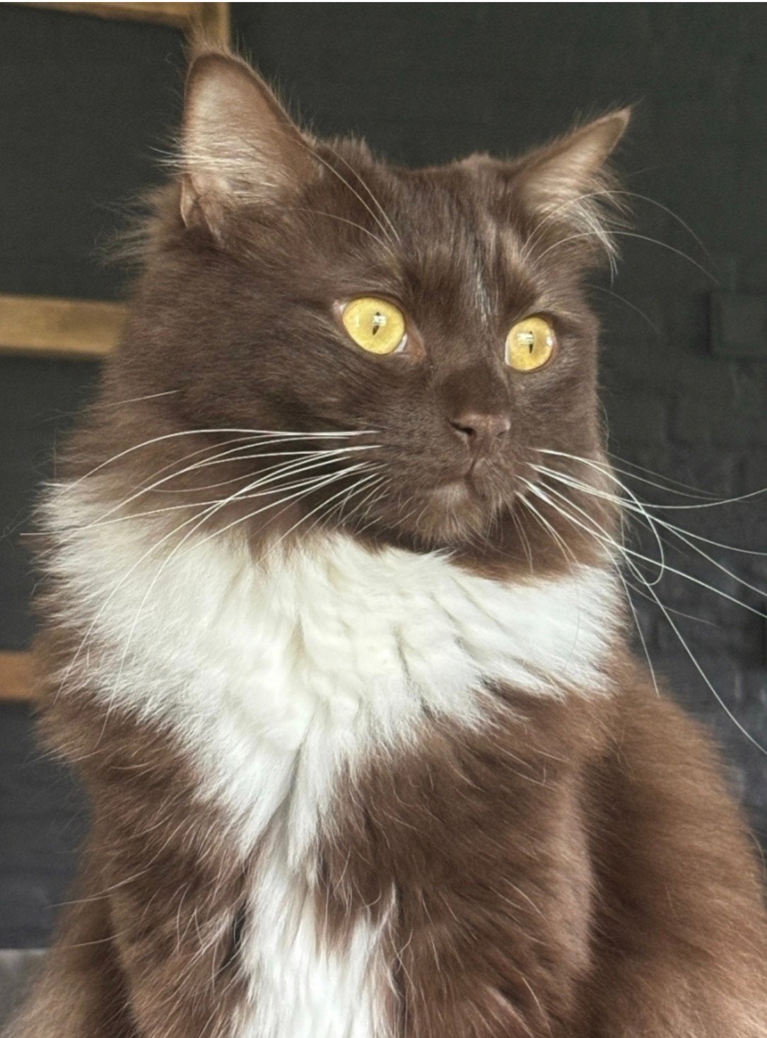 Twee prachtige en lieve ragdolls met stamboom, Meerdere dieren, Met stamboom, 0 tot 2 jaar