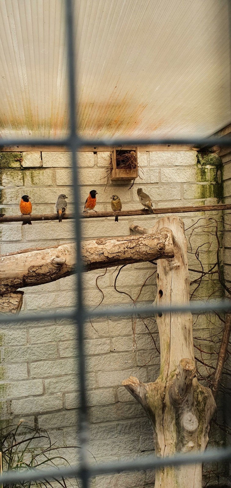 kapoetsensijs, Meerdere dieren, Geringd