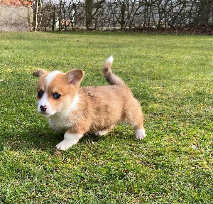 Te koop mooie Cardigan Welsh Corgi pup pups, Dieren en Toebehoren, Parvo, Nederland, 8 tot 15 weken, Meerdere