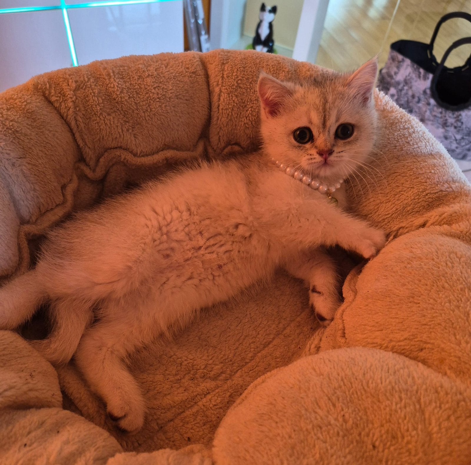 British Shorthair Kitten, Kater, Ontwormd, 0 tot 2 jaar