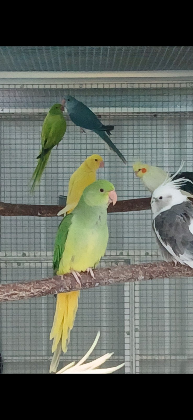 halsbandparkiet gkgs/turquoise//DEC 2026, Dieren en Toebehoren, Vogels | Parkieten en Papegaaien, Vrouwelijk, Parkiet, Geringd