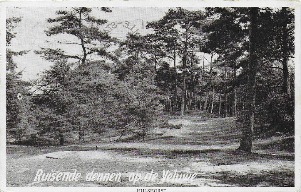 Hulsthorst Ruisende Dennen Oude Ansichtkaart ( B1226 ), Ophalen of Verzenden, 1960 tot 1980, Gelopen