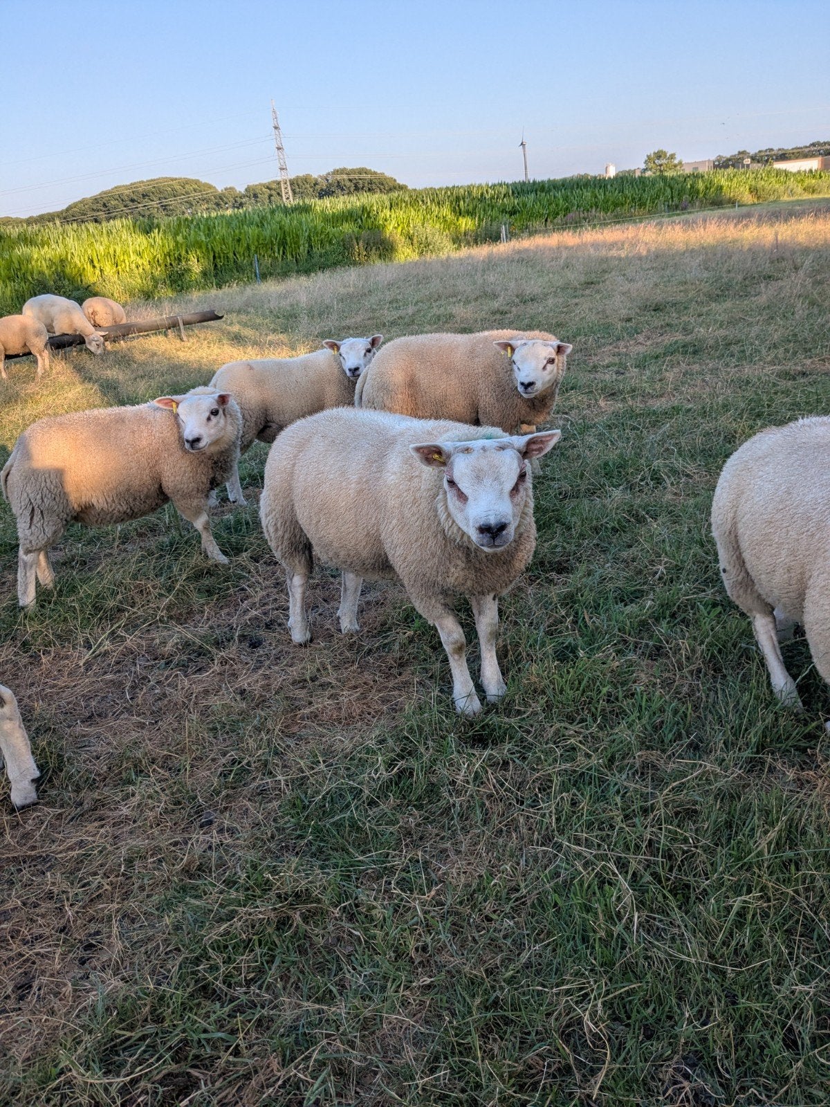 Texelaar dekrammen, ARR/ARR, zwoegervrij, Dieren en Toebehoren, Schapen, Geiten en Varkens, Mannelijk, Schaap, 0 tot 2 jaar
