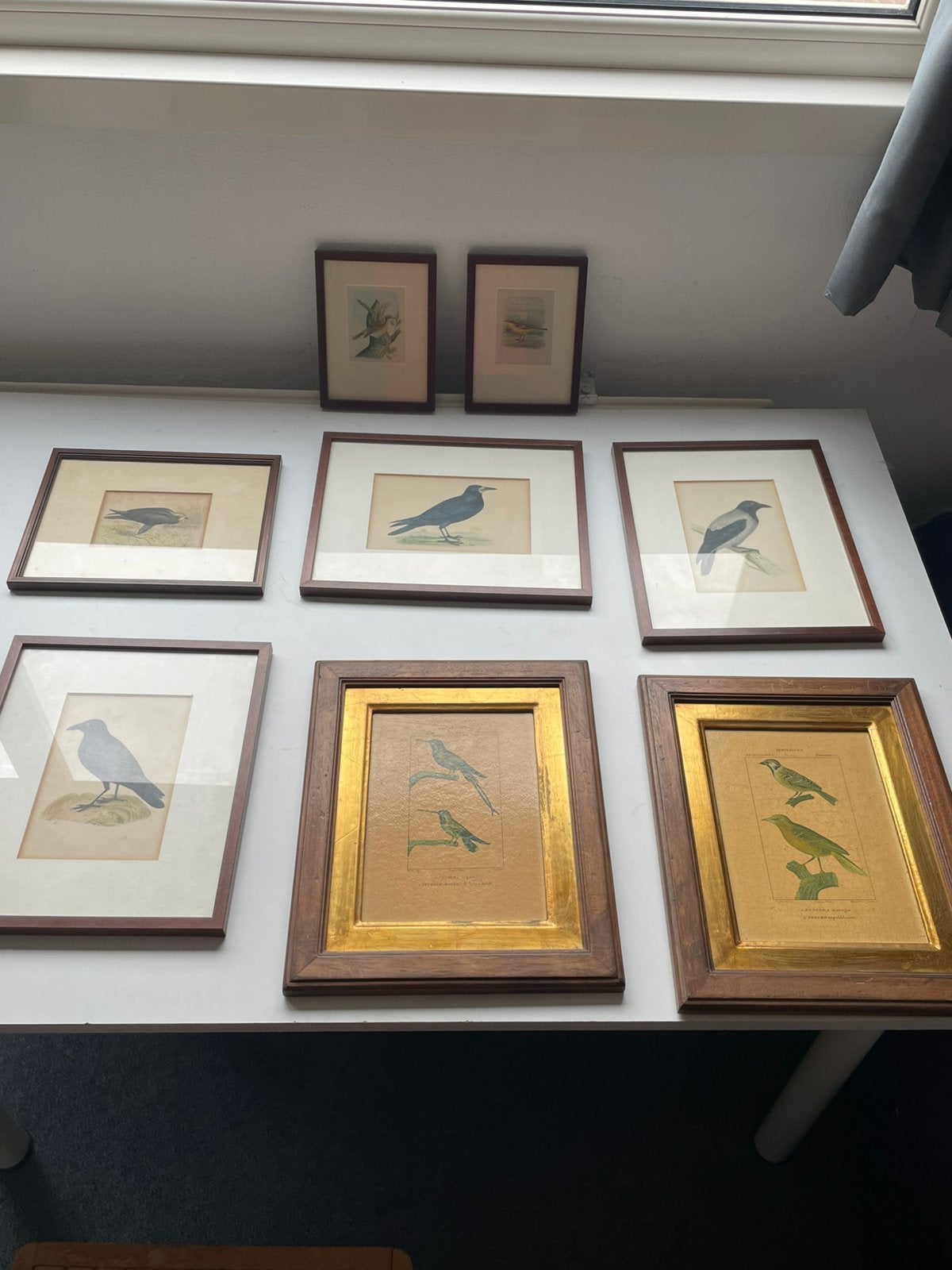 Afbeeldingen van verschillende vogels inclusief lijsten, Ophalen, Gebruikt, Hout, Overige typen