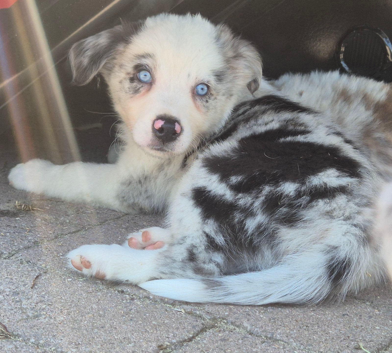Super leuke Border collie X Australian shepherd pups, Dieren en Toebehoren, Parvo, 8 tot 15 weken, Meerdere, Meerdere dieren