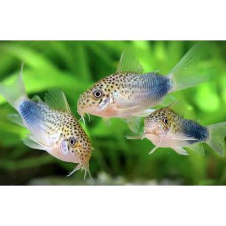 Corydora Similis, Vis