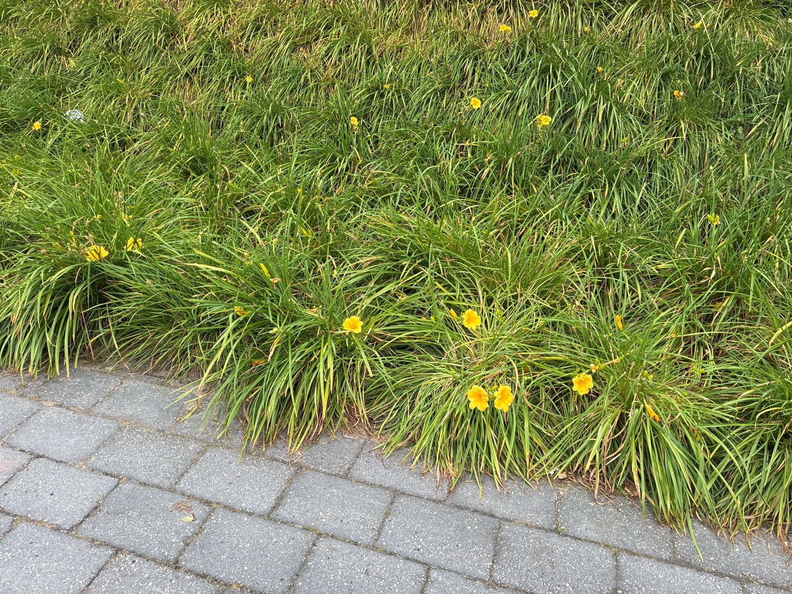 Gele Daglelie (Hemerocallis) - Vrolijke Bodembedekker, Ophalen, Bodembedekkers, Volle zon, Vaste plant