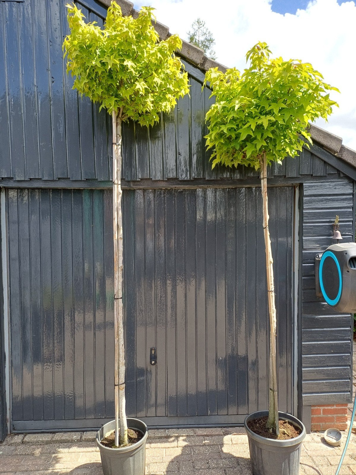 Aanbieding Bol Amber boom stam hoogte 180 cm en 220 cm., Tuin en Terras, Planten | Bomen, Ophalen of Verzenden, Bloeit niet, Volle zon
