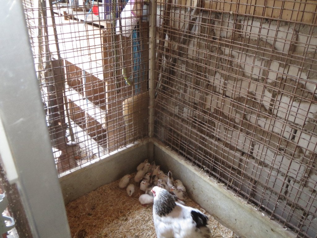 te koop kuikens van bonte parelhoenders, Dieren en Toebehoren, Pluimvee, Meerdere dieren, Overige soorten