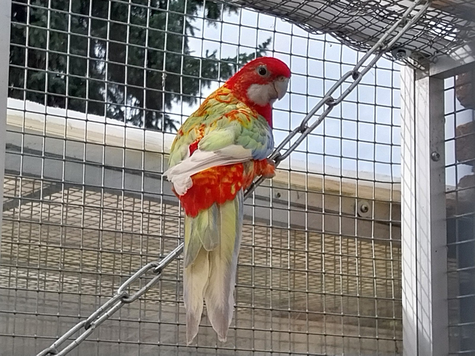 te koop rosella mutaties, Dieren en Toebehoren, Meerdere dieren, Parkiet, Geringd