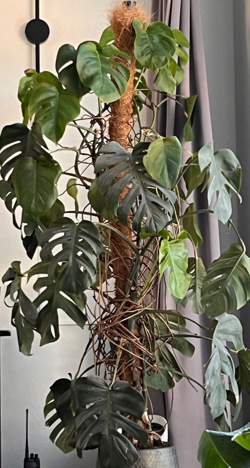 Grote Monstera Deliciosa met mosstok 150cm v.a bovenkant pot, Ophalen, Overige soorten, Halfschaduw, In pot