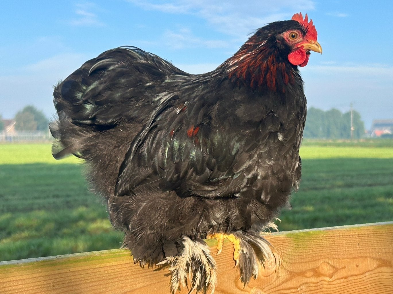Cochin kriel zwart split choco haantjes, Dieren en Toebehoren, Mannelijk, Kip