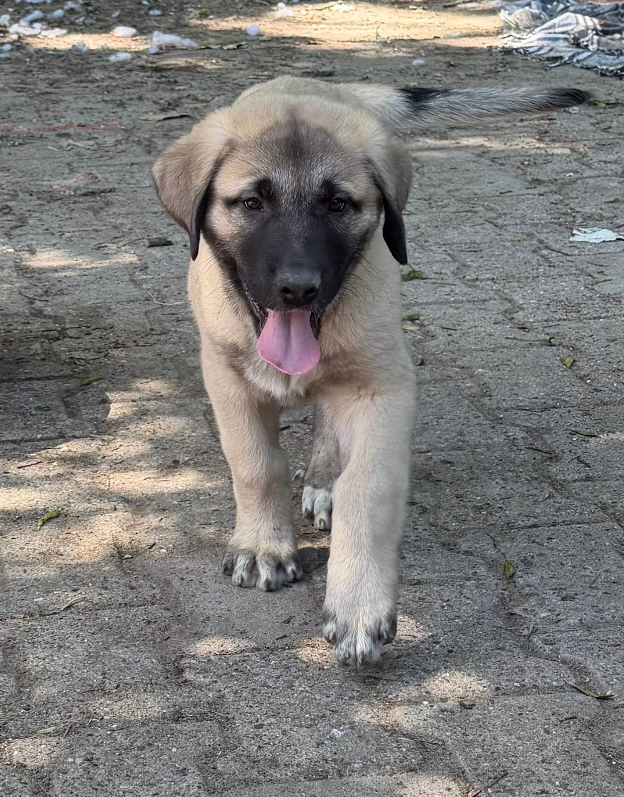 Kangal Puppys - 2 reutjes 1 teefje, 8 tot 15 weken, Meerdere, Meerdere dieren, Nederland