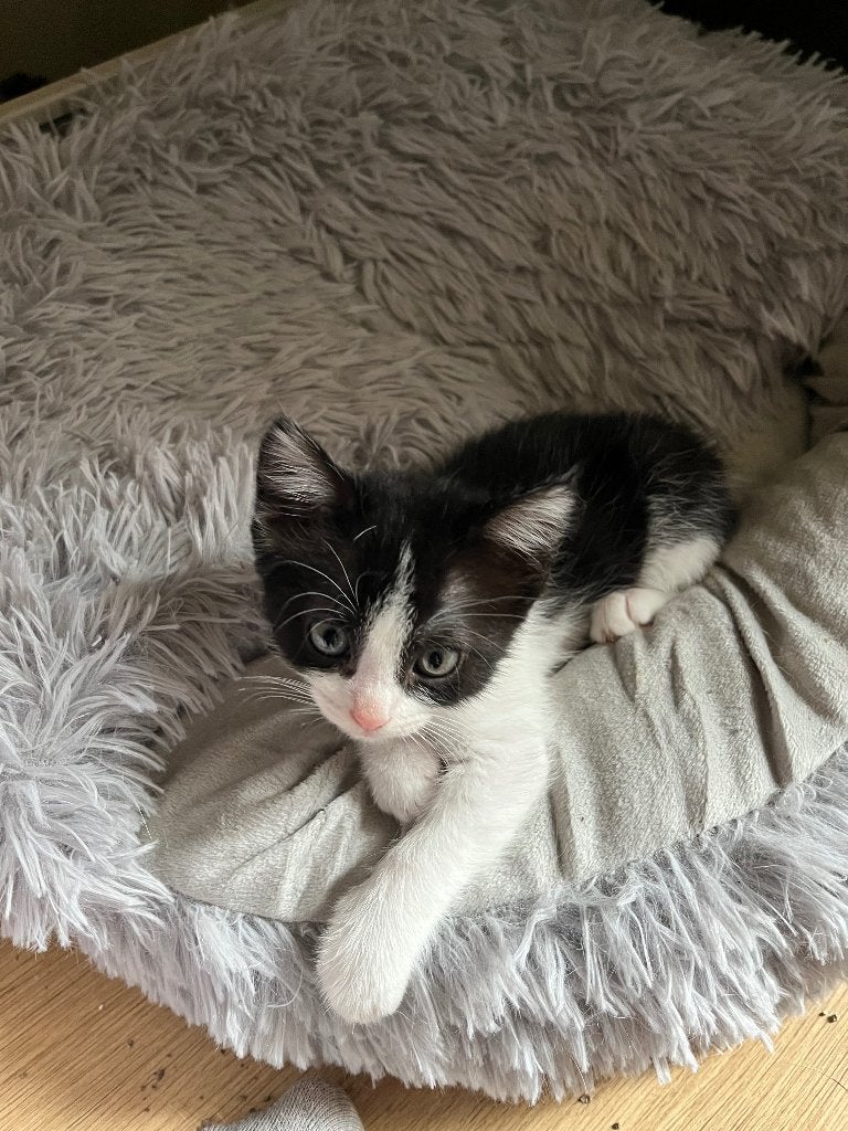 Kittens, Dieren en Toebehoren, Katten en Kittens | Raskatten | Korthaar, Meerdere dieren, Ontwormd, 0 tot 2 jaar
