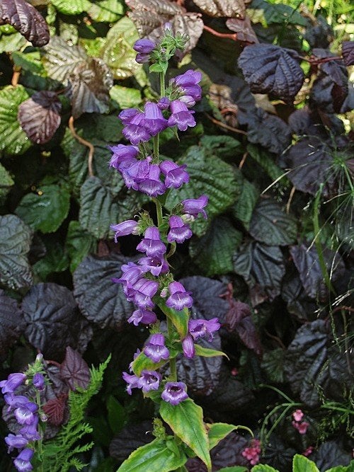 Zaden Penstemon Hidalgensis, Ophalen of Verzenden, Volle zon