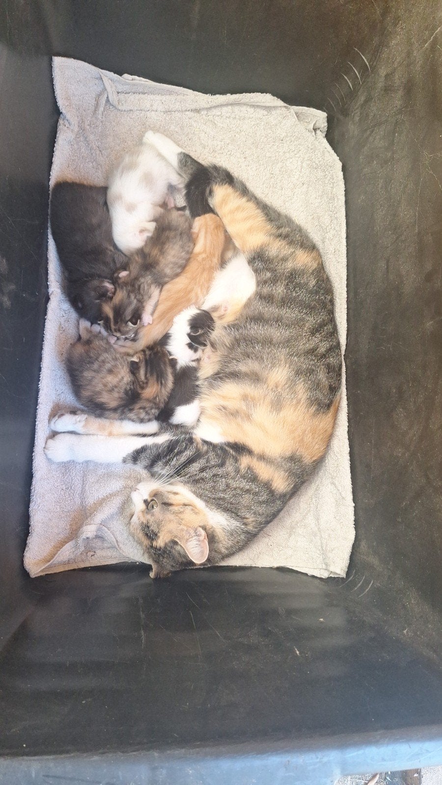 Leuke, mooie kittens, Dieren en Toebehoren, Katten en Kittens | Overige Katten, Meerdere dieren