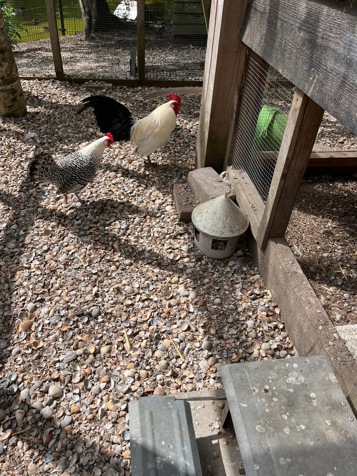 Kippen, Dieren en Toebehoren, Pluimvee, Vrouwelijk, Kip